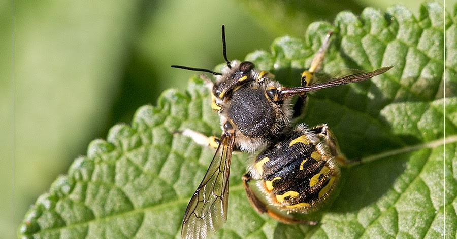 Artifactum ver@bilis blog: tagpfauenauge Artifactum ver@bilis Blog: Große Wollbiene