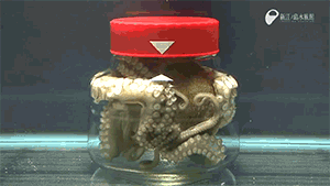 OCTOPUS%2B%25282%2529.gif