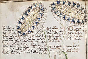 Voynich Manuscript