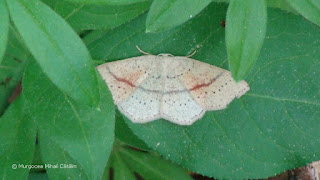 Cyclophora (Codonia) punctaria DSC171707