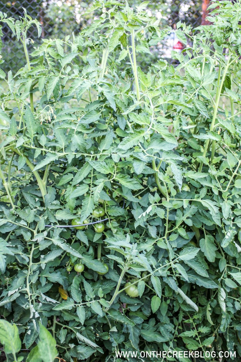 Tomatoes in the garden | On The Creek Blog