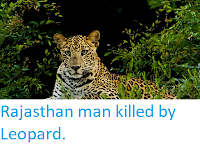 http://sciencythoughts.blogspot.com/2019/05/rajasthan-man-killed-by-leopard.html