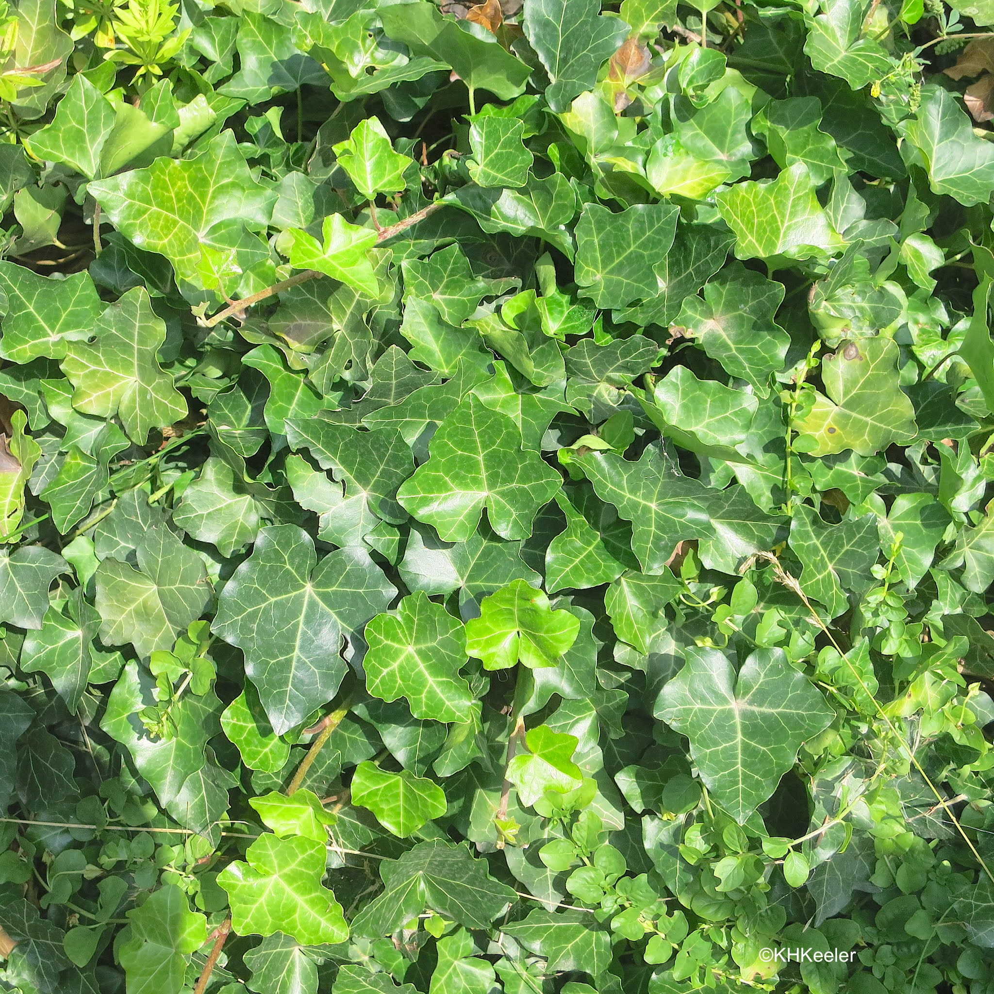 A Wandering Botanist: Plant Story--English Ivy, Hedera Aggressive Vine