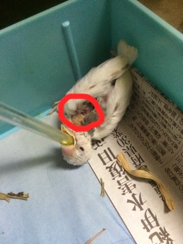 文鳥雛餌はどれくらい