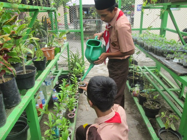 Pembibitan Tanaman dalam Pertanian Urban: Tantangan dan Peluang di Lingkungan Terbatas