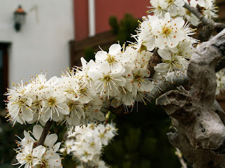 Blackthorn, prunus spinosa, yamadori, blossoms