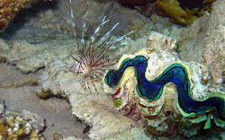 ocean fish underwater lion wallpapers hd desktop tridacna lionfish clam marine clamshell collection galaxy background star ever fishes resolution please