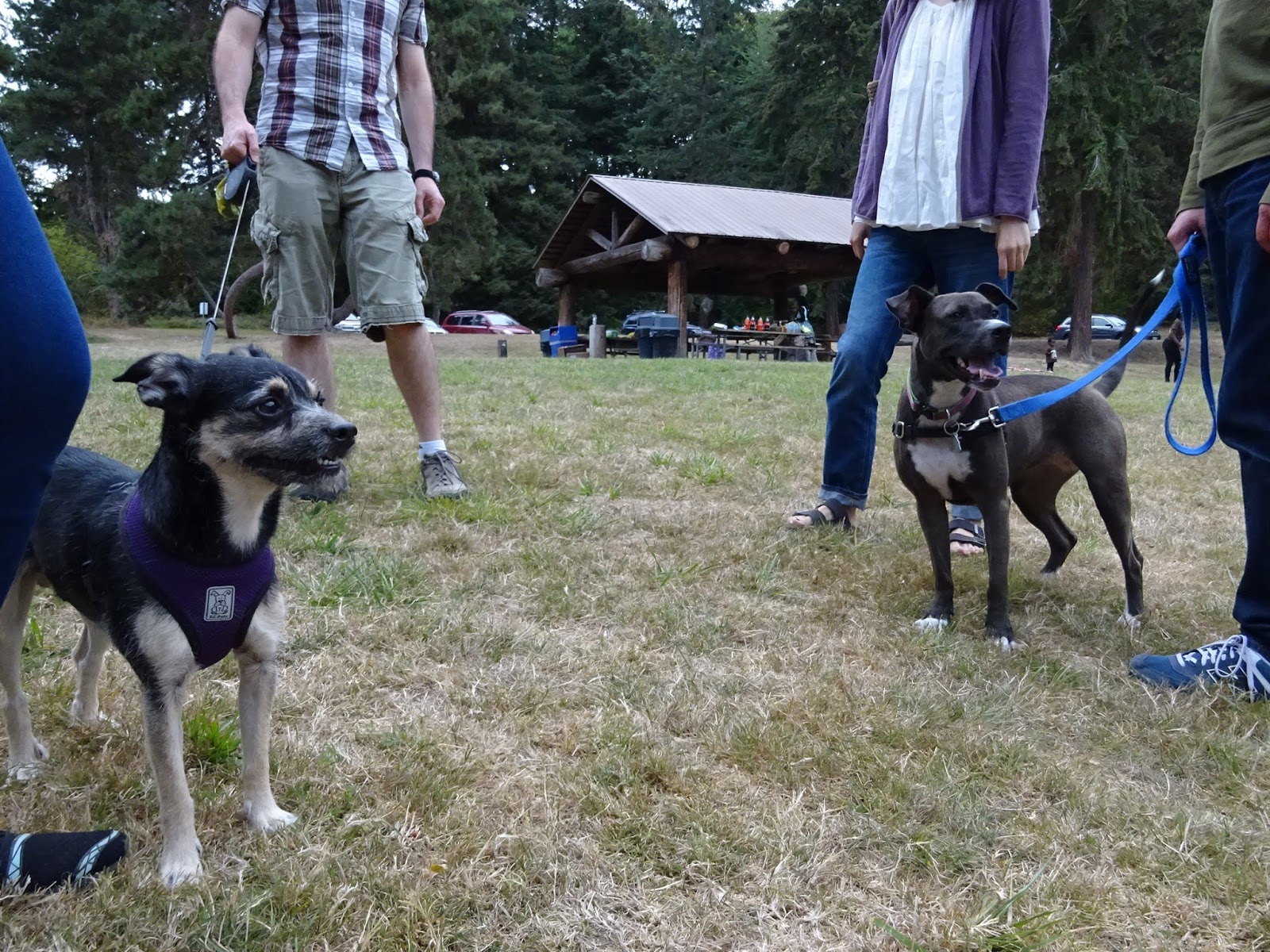 キットと歩こ、シアトル”いろいろ”ストリート。 バーベキューで、さらば．．．夏