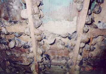 burung walet