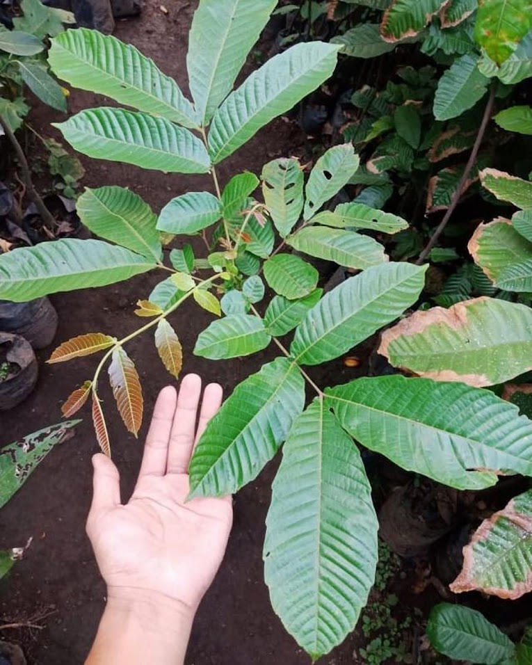BIBIT MATOA TANAMAN MATOA Kendari