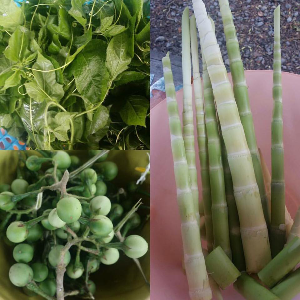 SAYUR MANIS REBUNG PUCUK CEKUR MANIS & LETUP BULU - Dari ...