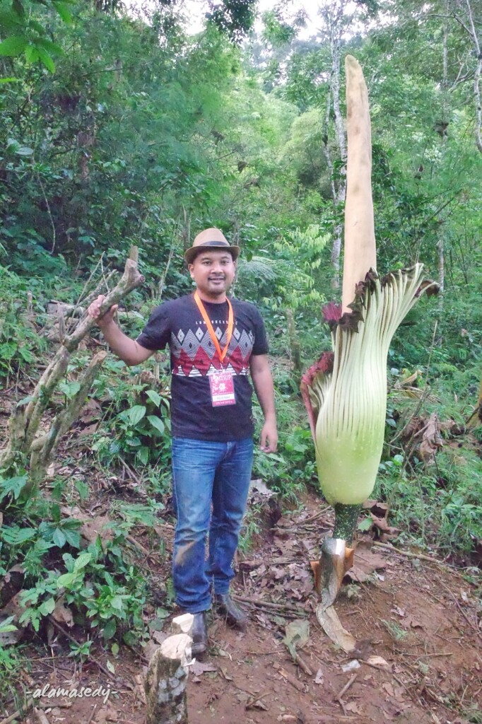 Rafflesia Arnoldii Bukan Bunga Bangkai Alamasedy