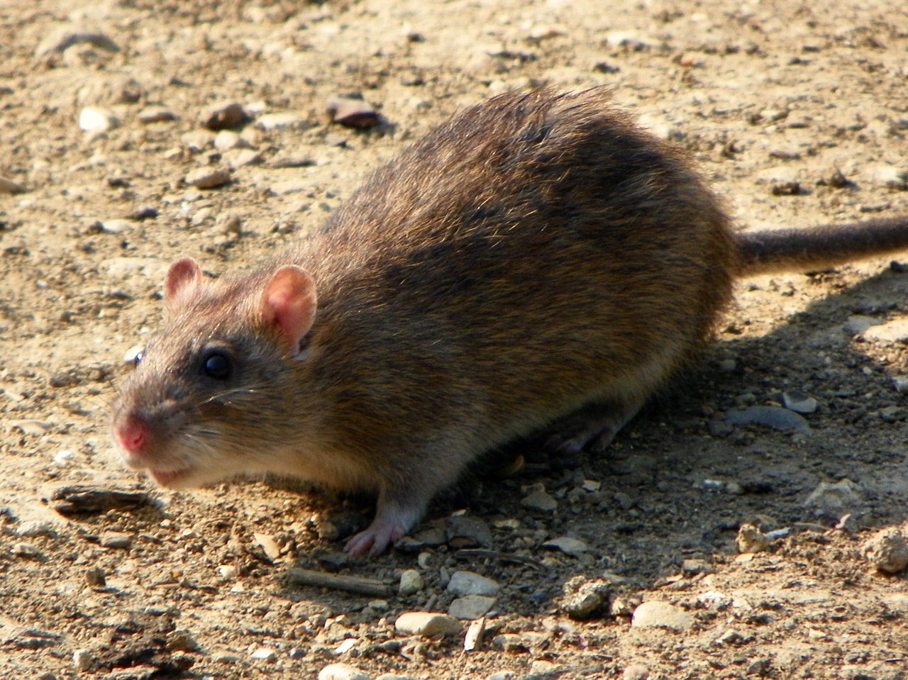 The Big Wobble : Proliferation of animal pests! Rat infestation in