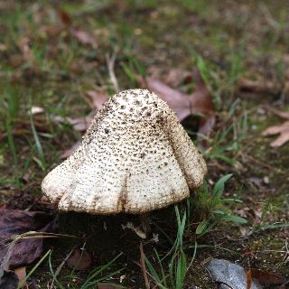 How You Can Treat Lawn Fungus With Laundry Detergent - Best Manual Lawn