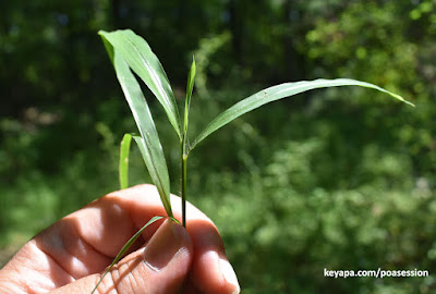 Japanese Stilt Grass (Microstegium vimineum)
