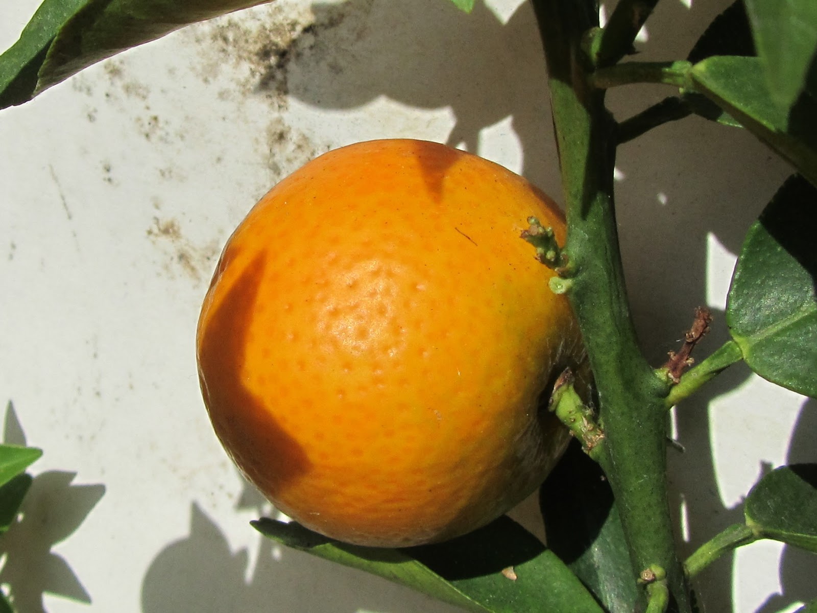 Come Coltivare il Chinotto (Citrus myrtifolia),