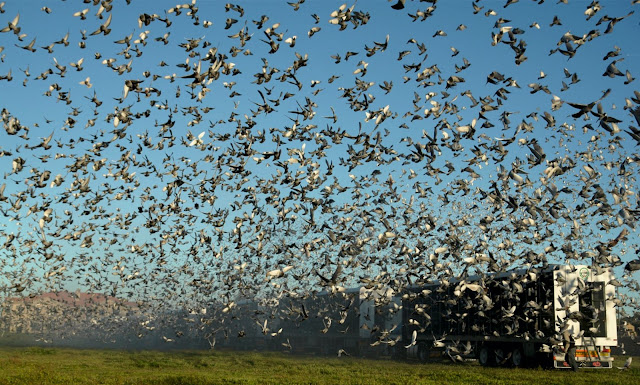 Ocho mil palomas mensajeras vuelan de España a Portugal