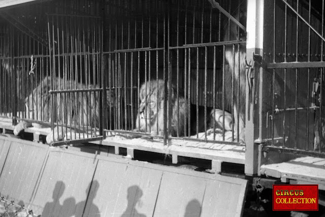 Lions du Cirque National Suisse Knie  dans sa roulotte cage 