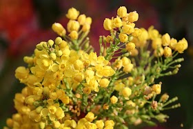 Himalayan Flower Nursery Yellow Broom Plant And Flower