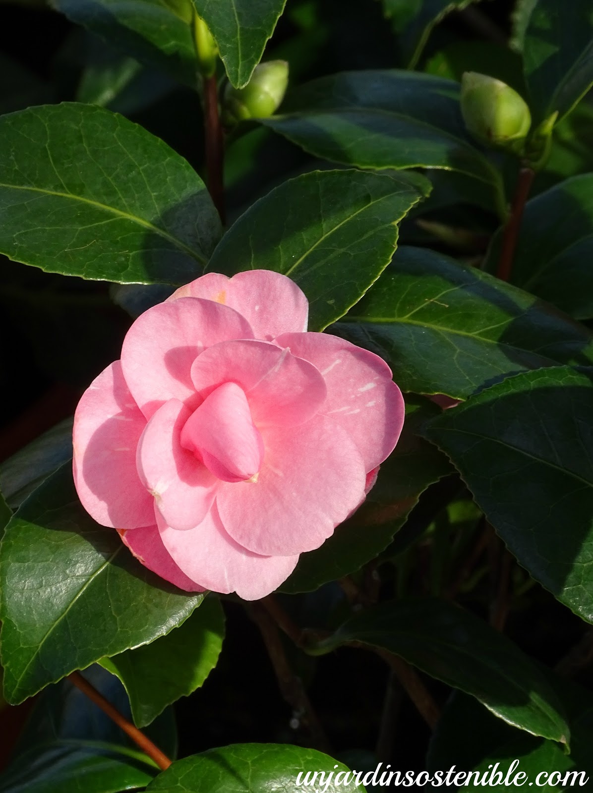 Camellia japonica (Camelia)