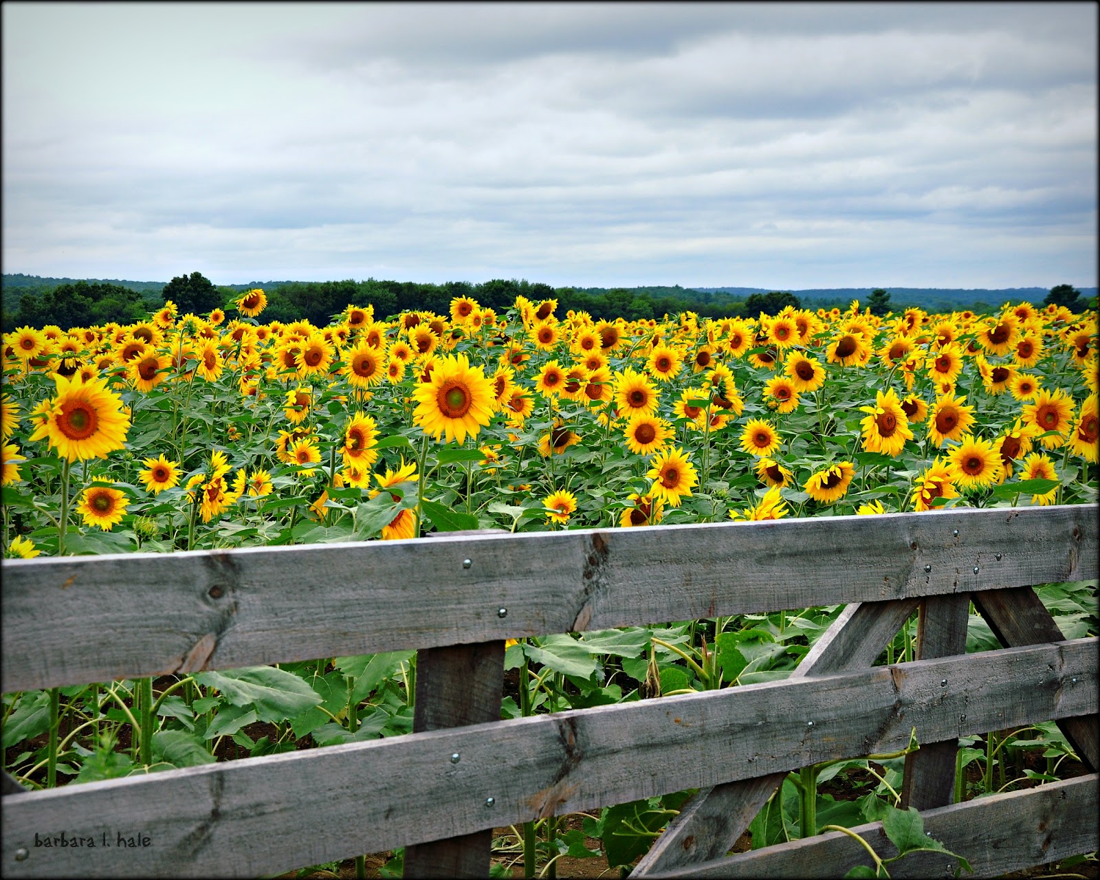 Commonplace Beauty Photography Fences for Friday…