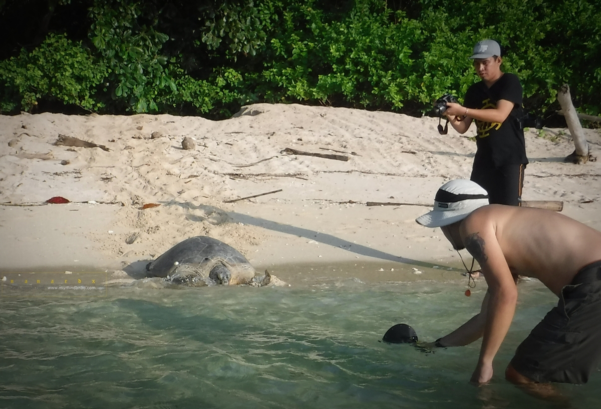 eco-tourism for turtle viewing Turtle Island