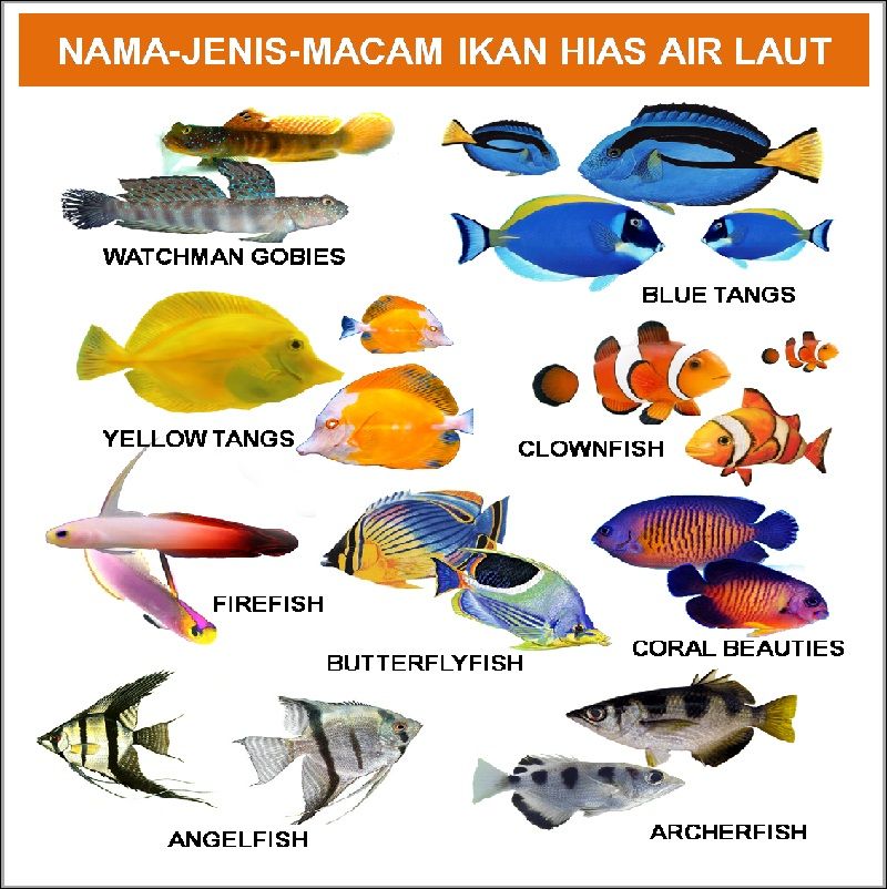  Nama  Nama Ikan  Hias Air Tawar Air Laut Air Payau 