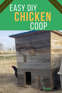 How to build a chicken coop out of pallets and old fence slats to make an easy chicken coop.