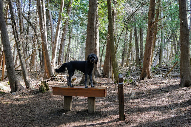 Lucy standing on a bench in Altona Forest