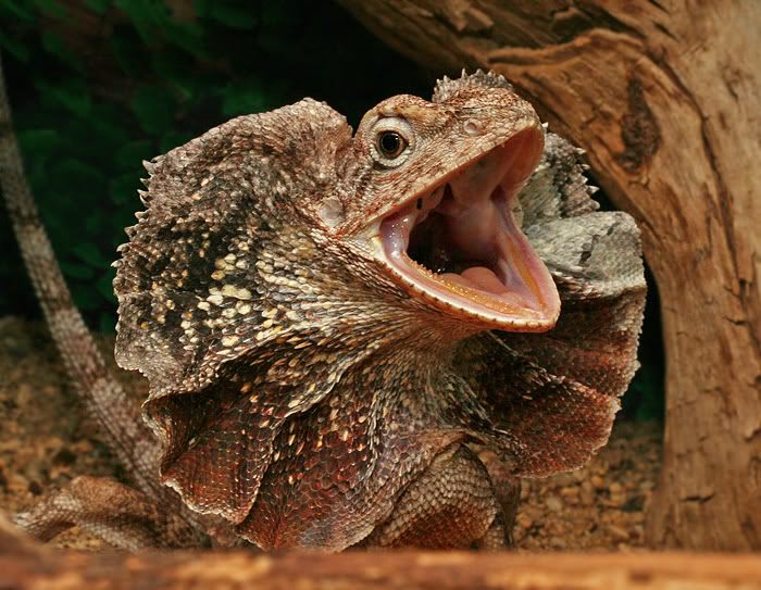 Frilled Lizard Pictures 117