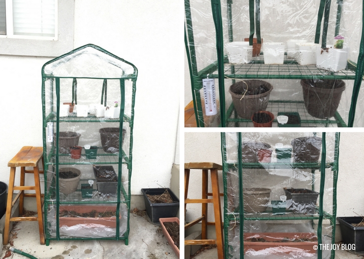 The Ongoing Mini Greenhouse Experiment THE JOY BLOG
