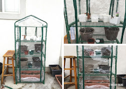 greenhouse mini ongoing experiment plastic