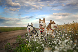расивые картинки про собак и осень для настроения...