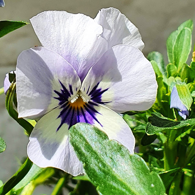 Rosary Uwe Rosenkranz Rosary