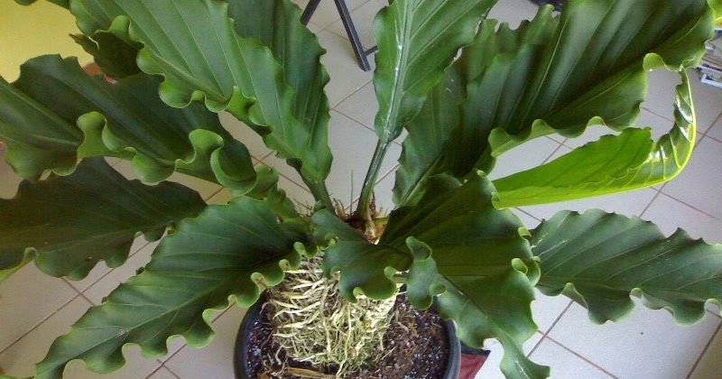 16 Jenis Tanaman Hias yang Akan Menyulap Rumah Lebih Menarik