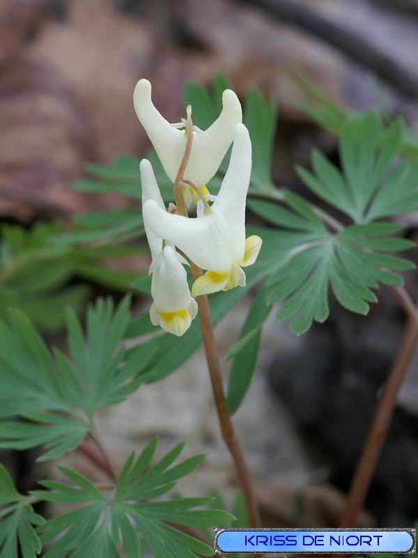 Faaxaal Photos nature gratuites et libres de droits Fleur de
