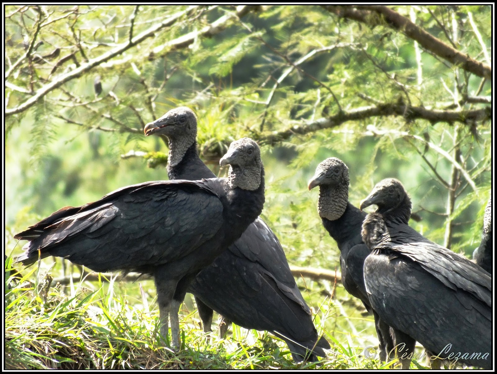 Aves de la región de Huatusco ZOPILOTE COMÚN (Black Vulture)