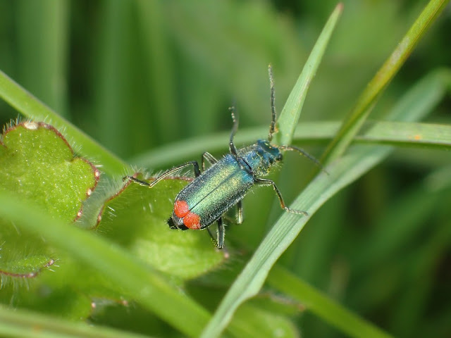 Malachius bipustulatus Malachius bipustulatus
