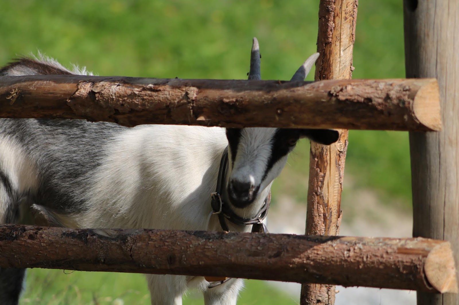 Pfauenziege GR Galerie