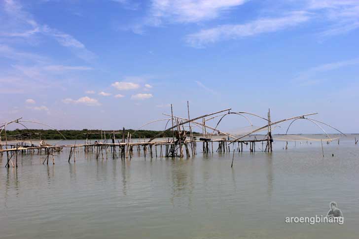 taman mangrove morosari demak