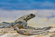 Black Iguana, Ambergris Caye, BelizeMay 2009 (ajbaxter )