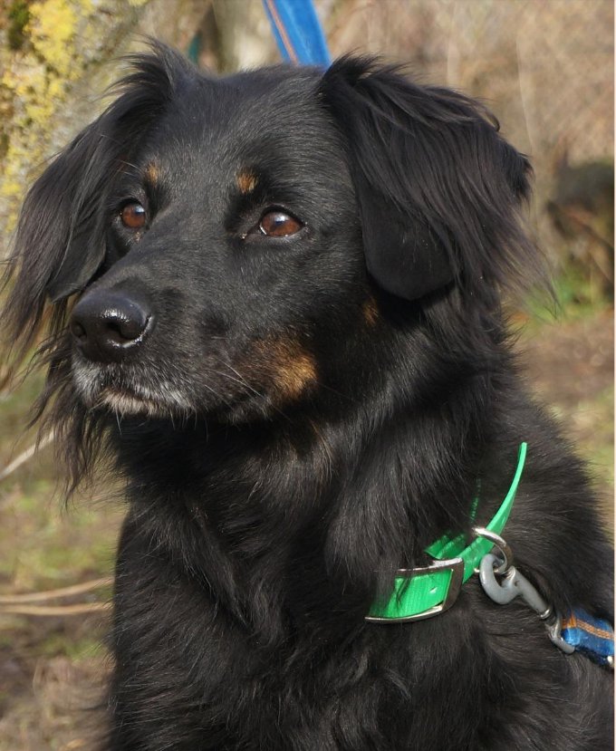 Tierheim News 05 04 2020 Freundeskreis Brunopet Tierschutz In