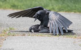 Where the crow is, there is always a corpse
