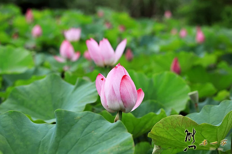 姑娘廟三樹路荷花池|三峽北大蓮花季|三峽北大私房賞花景點