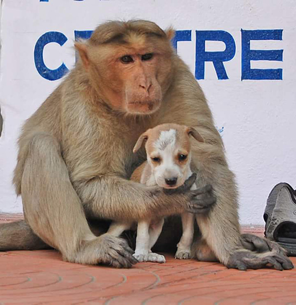 Un mono adopta a un perrito y lo cuida como si fuera su propio hijo