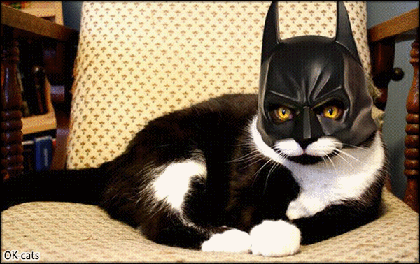 Art Cat GIF • Serious black and white cat with orange eyes, wearing a batman mask, trying to intimidate humans