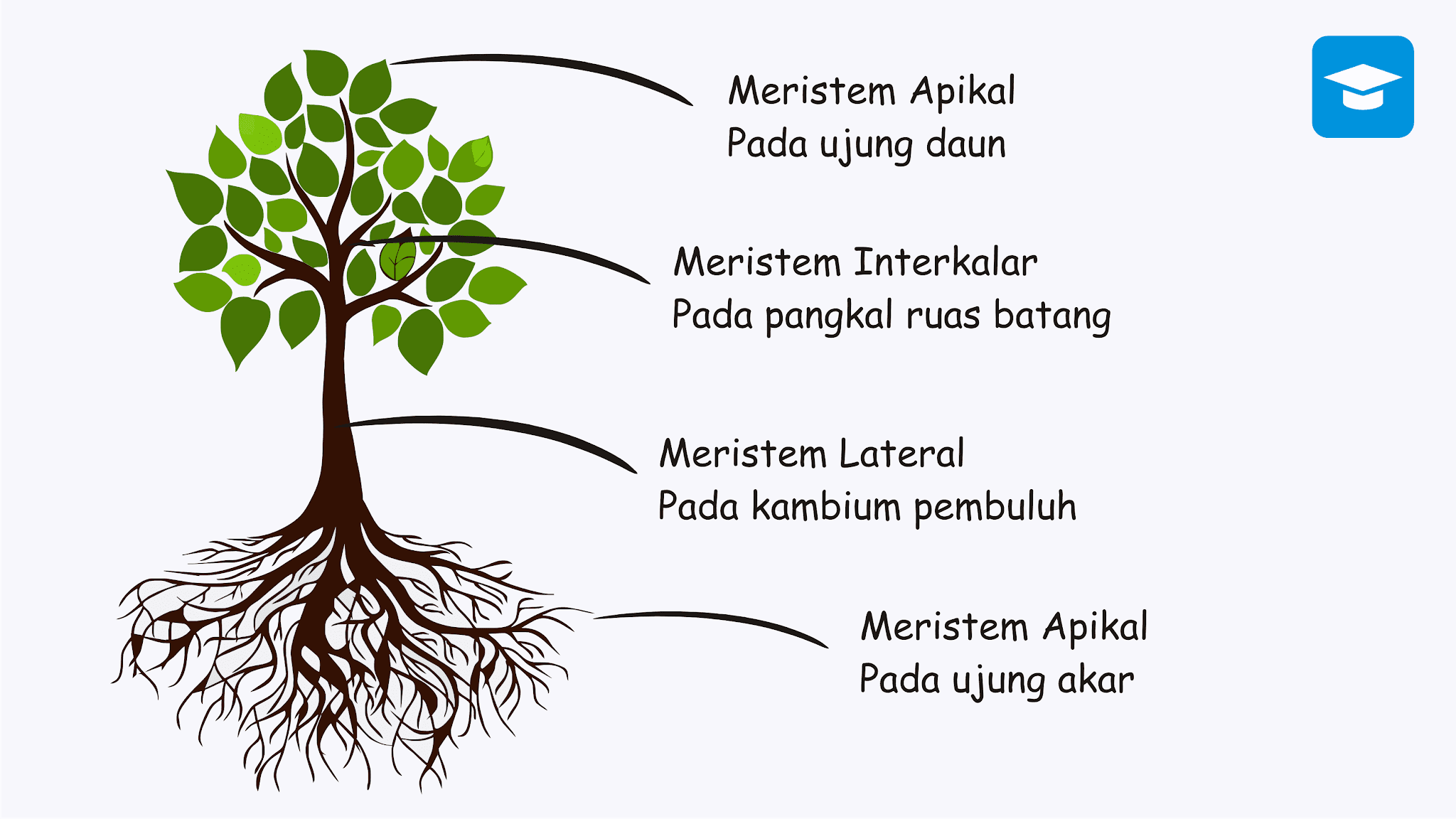 Struktur fungsi jaringan tumbuhan Struktur fungsi jaringan tumbuhan