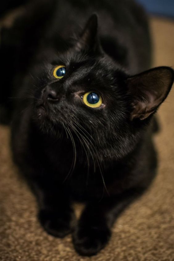 Lovely Pet s Top 10 Most Friendliest Cat Breeds lovely-pet-s-top-10-most-friendliest-cat-breeds