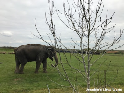 Elephant at Whipsnade Zoo