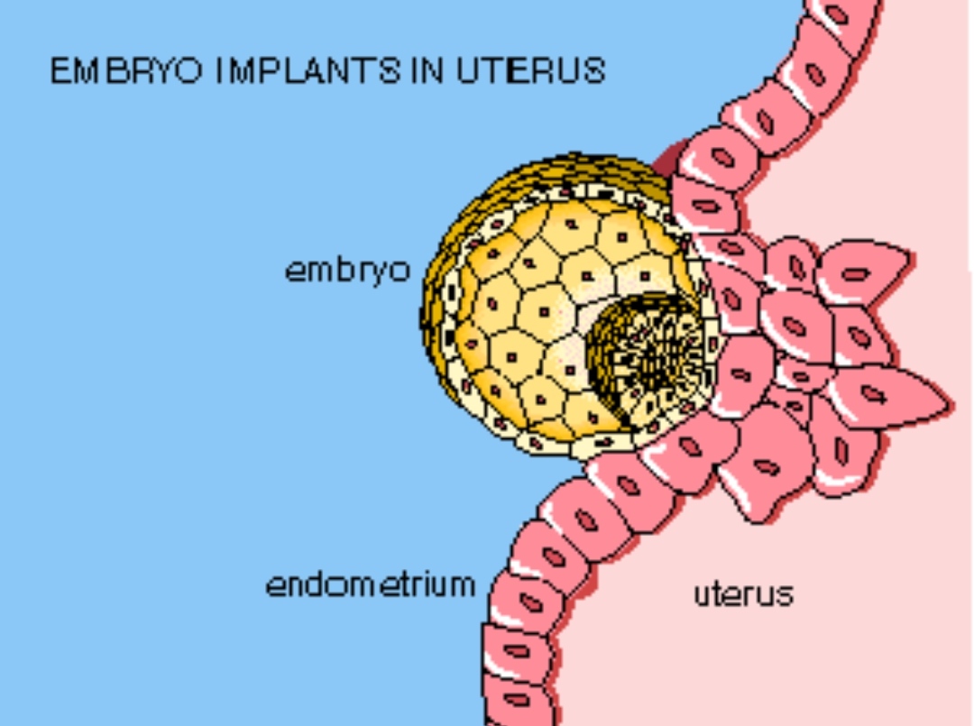 Alimentos que ayudan a la implantacion del embrion